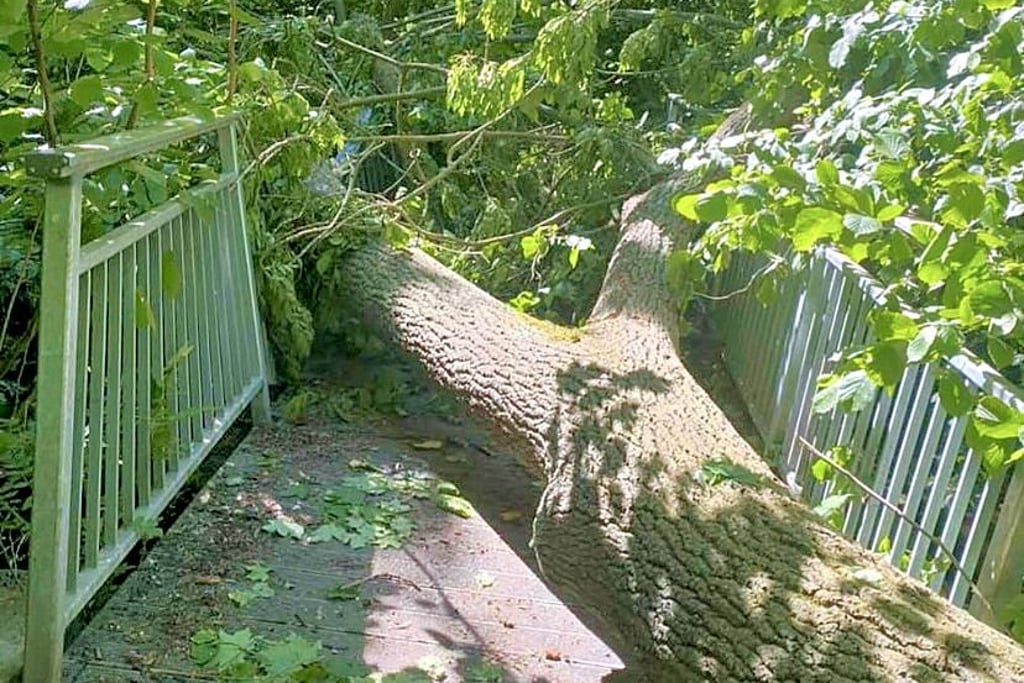 Ein massiver Baum ist während des Sturms mitten auf die Ziethebrücke am Sportplatz von Biendorf gekracht und hat großen Schaden angerichtet.