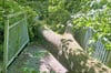 Ein massiver Baum ist während des Sturms mitten auf die Ziethebrücke am Sportplatz von Biendorf gekracht und hat großen Schaden angerichtet. 