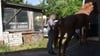 In Ditfurt im Landkreis Harz sind vier Pferde aus tierschutzwidriger Haltung befreit worden.