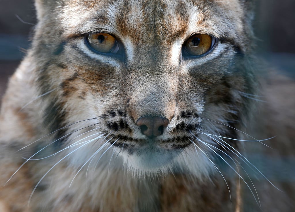 Eine Luchskatze steht in ihrem Gehege im Wildkatzendorf Hütscheroda.