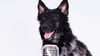 Ein Hund hat in der Innenstadt von Magdeburg ein spontanes Konzert gespielt.