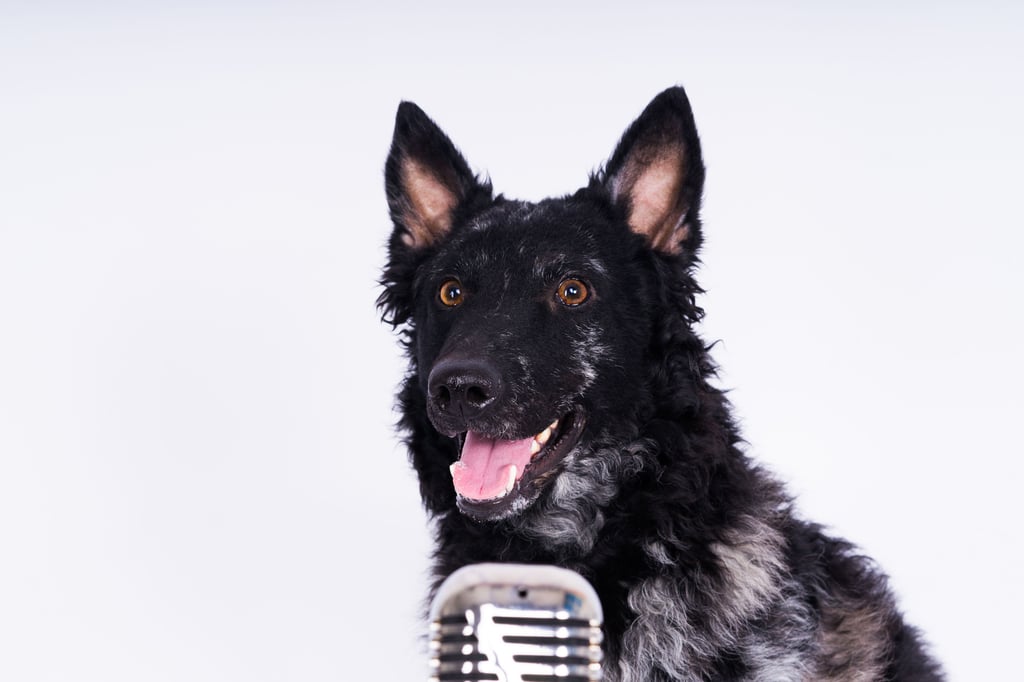 Ein Hund hat in der Innenstadt von Magdeburg ein spontanes Konzert gespielt.
