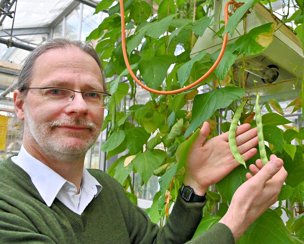 Lars-Gernot Otto forscht in Gatersleben im Rahmen eines eurpäischen Projektes zu Hülsenfrüchten. Hier schaut er sich Stangenbohnen an.
