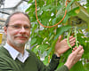 Lars-Gernot Otto forscht in Gatersleben im Rahmen eines eurpäischen Projektes zu Hülsenfrüchten. Hier schaut er sich Stangenbohnen an.
