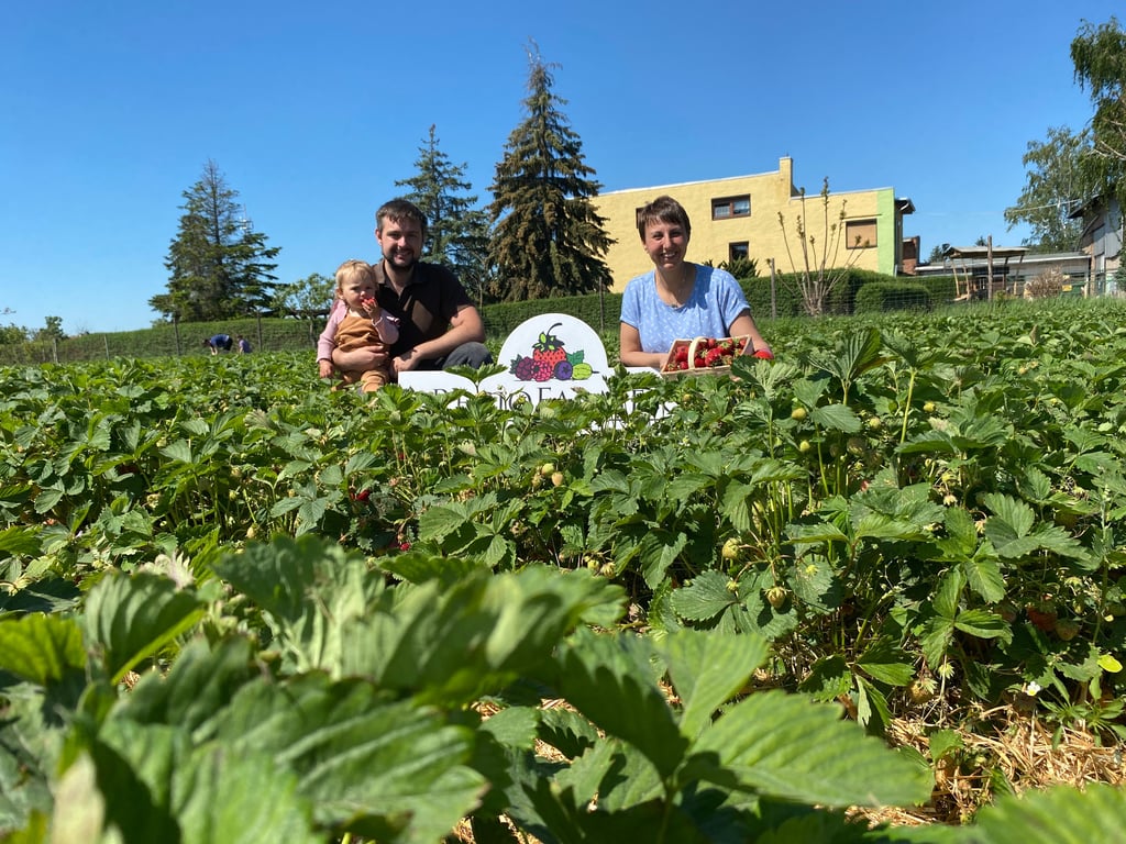 Anna und Andre Laue zwischen „ihren“ Erdbeeren auf dem Feld in der Barbyer Straße in Schönebeck.