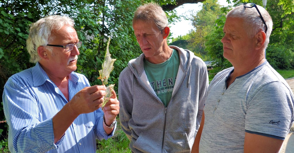 Referent Andreas Turkat (l.) erklärt den beiden Kleingärtnern Frank Dobberkau (r.) und Peter Wipperling aus Hohenwarsleben die Eigenarten des Netzes einer Gespinstmotte.