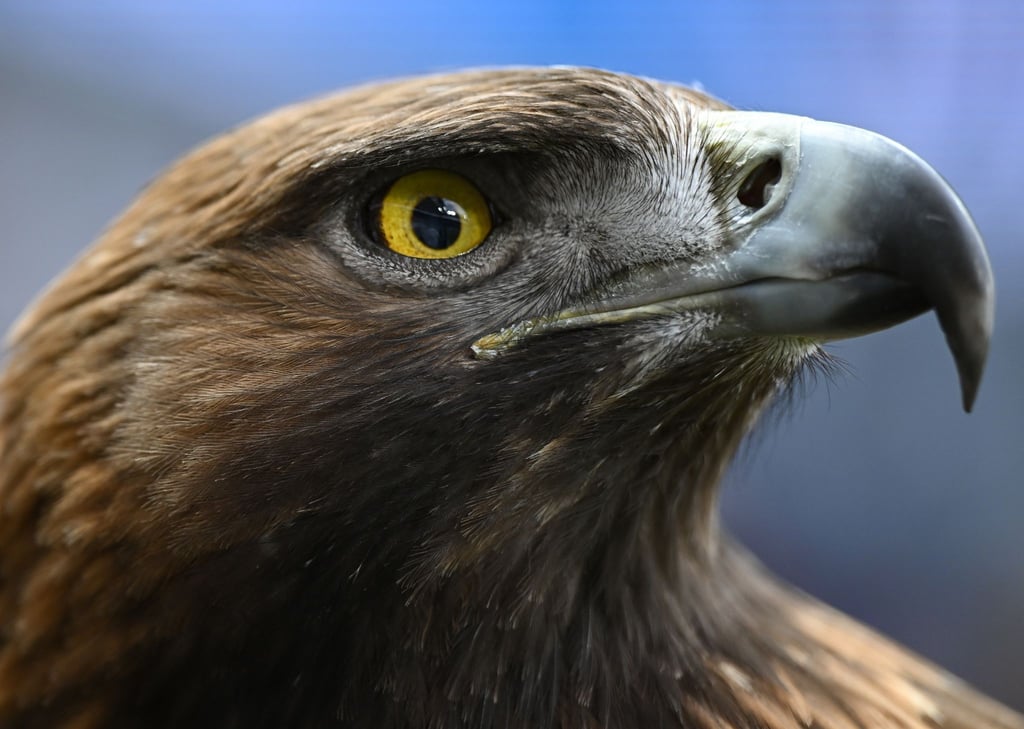 Ein brauner Steinadler schaut mit einem ernsten Blick.