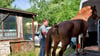 Nach anonymen Hinweisen aus der Bevölkerung wurden am Donnerstag, 16. Mai, bei einem notorischen Gesetzesbrecher aus Ditfurt vier Pferde beschlagnahmt. 