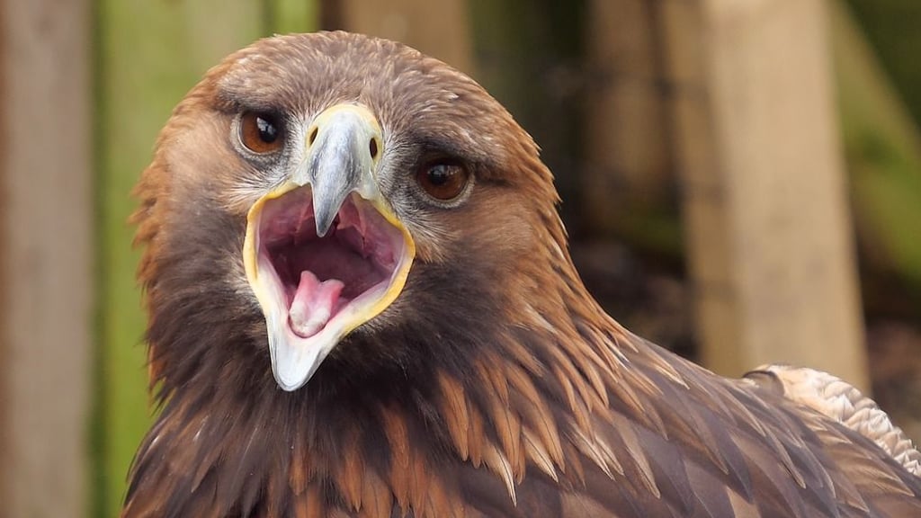 Ein Steinadler ist in Sangerhausen im Südharz Dieben in die Hände gefallen.