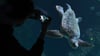 Diese Unechte Karettschildkröte (lat. Caretta caretta) im Meeresmuseum von Stralsund ist ein wunderbares Fotomotiv - sofern man weiß wie man in Aquarien spiegelfrei fotografiert.