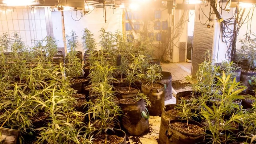 Eine riesige illegale Indoor-Plantage ist in Halberstadt im Harz gefunden worden.