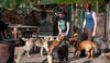 Derzeit betreut die Hellhound Foundation 54 Hunde. Einen geplanten Umzug nach Dähre wollen Anwohner verhindern.