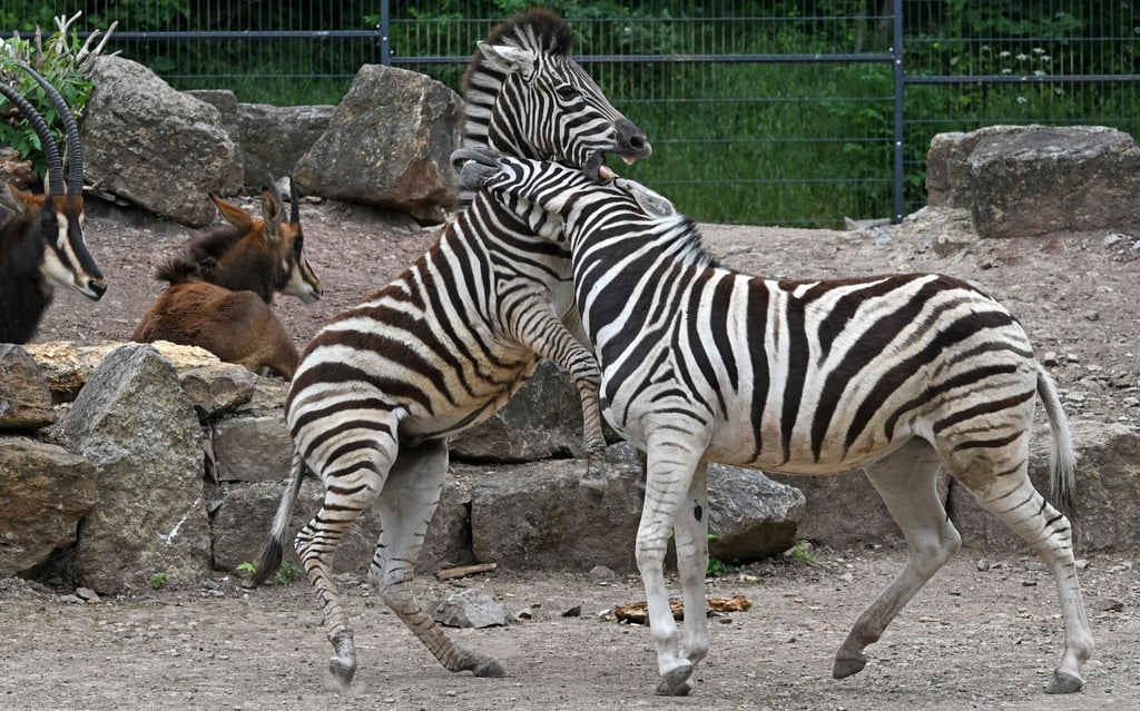 Zebras toben im Gehege im Thüringer Zoopark herum.