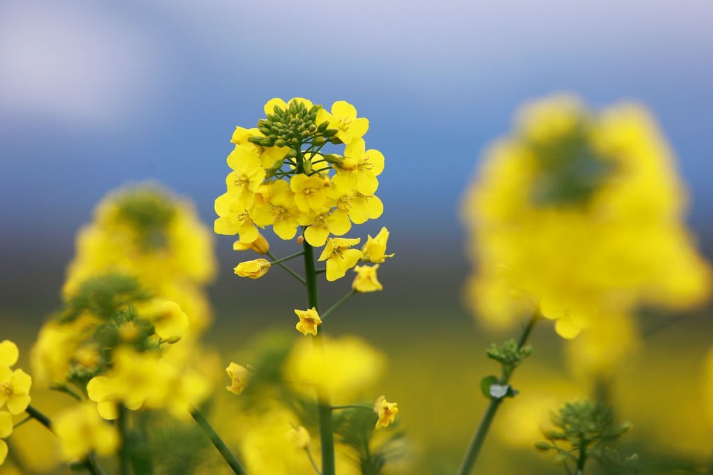 Rapspflanzen (Brassica napus) blühen auf einem Feld bei Badeborn im Harzvorland.