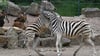 Zebras toben im Gehege im Thüringer Zoopark herum.