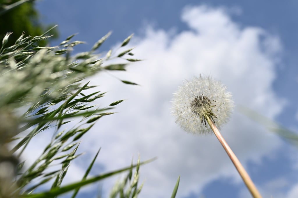 Löwenzahn- und Gräser sind vor einem leicht bewölktem Himmel zu sehen.