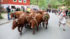 Eine Herde von 18 Kühen und zwei Kälbern des Harzer Roten Höhenviehs geht beim traditionellen Viehaustrieb durch den Ort.