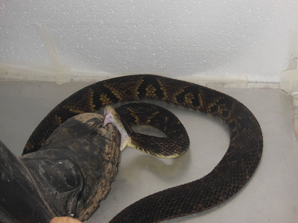 Der brasilianische Biologe João Miguel Alves-Nunes tritt mit einem speziell gefertigten Schutzstiefel auf eine Schlange.