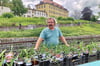 Andreas Klinger aus Mülsen bei Zwickau hatte eine (kleine) Auswahl seiner rund 4.000 Taglilien in 2.000 Sorten dabei. 