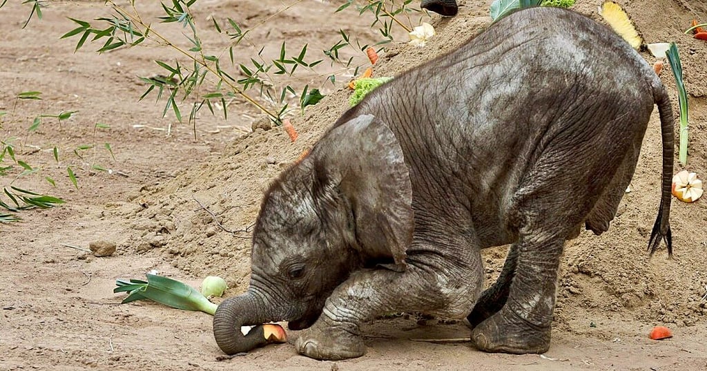 Der jünste Zuwachs bei den Elefanten im Bergzoo Halle: Baby-Elefant Simon