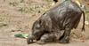 Der jünste Zuwachs bei den Elefanten im Bergzoo Halle: Baby-Elefant Simon