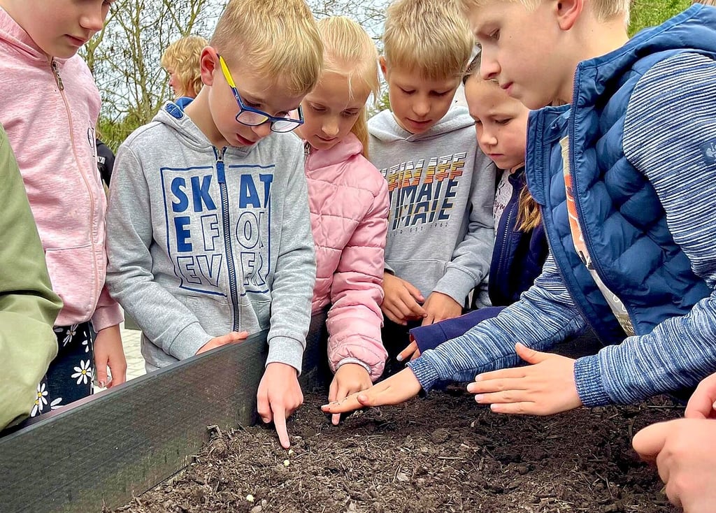 Die erste Saat in den Hochbeeten der Grundschule Raguhn wird eingebracht.