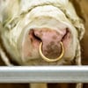 Eine Kuh der Rasse Fleckvieh - in Sachsen wird vor einem entlaufenen Bullen dieser Rasse gewarnt.