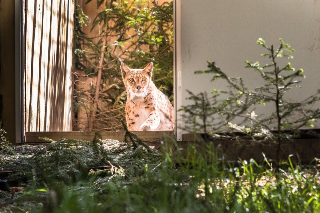 Luchs Viorel.