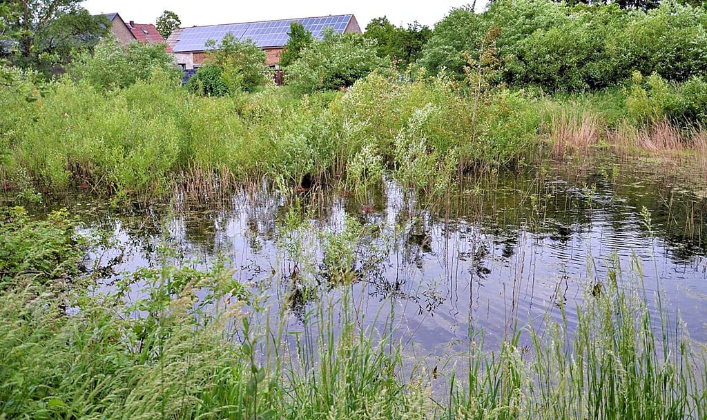 Der Wertlauer Teich ist fast völlig zugewachsen. Er gehört damit zu den Dorfteichen, die im Rahmen des Aktionsprogramms „Natürlicher Klimaschutz“ oben auf der Prioritätenliste für eine Gewässersanierung stehen.