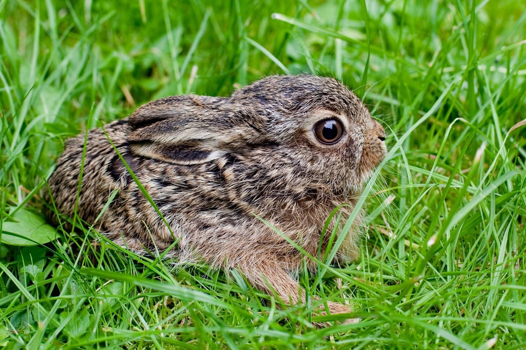 Ein junger Hase liegt im Gras.