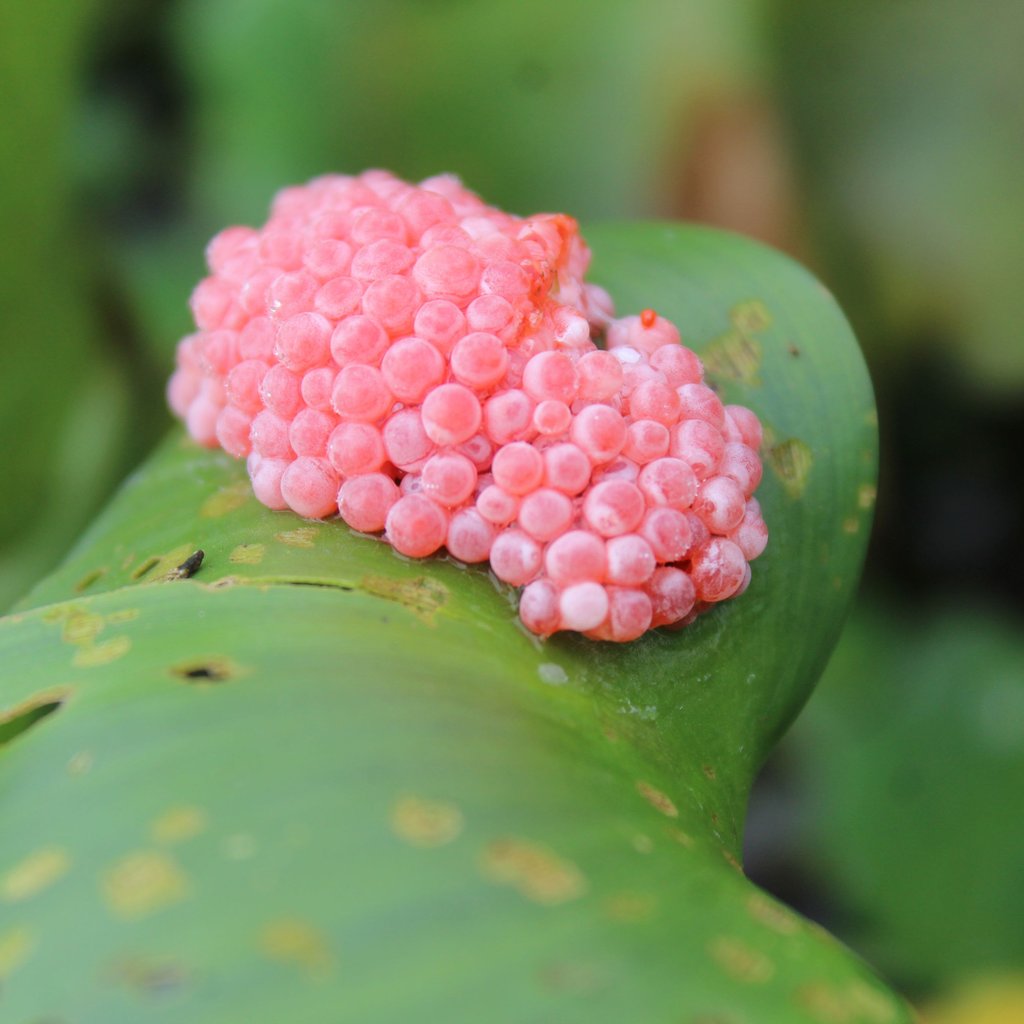 Die rosa bis pinkfarbenen Eier der Apfelschnecke kleben oft versteckt an Pflanzen und Steinen.