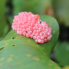 Die rosa bis pinkfarbenen Eier der Apfelschnecke kleben oft versteckt an Pflanzen und Steinen.