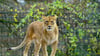 Eine Löwin steht in ihrem Gehege im Zoo von Eberswalde.