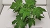 So sieht eine Cannabispflanze in der dritten Woche nach der Keimung in der Hey-abby Grow Box aus.