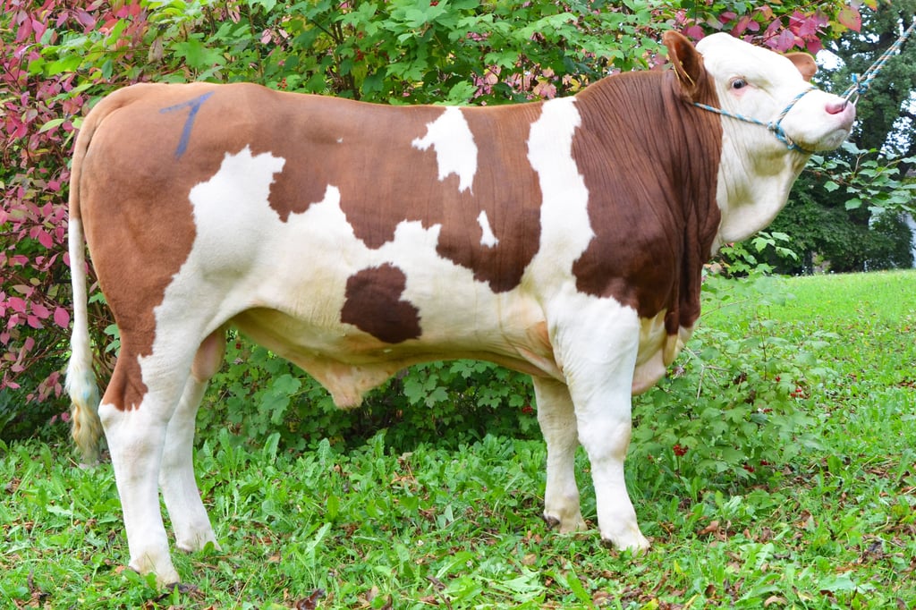 Ein ausgebrochener Bulle musste wieder eingefangen werden (Symbolbild).