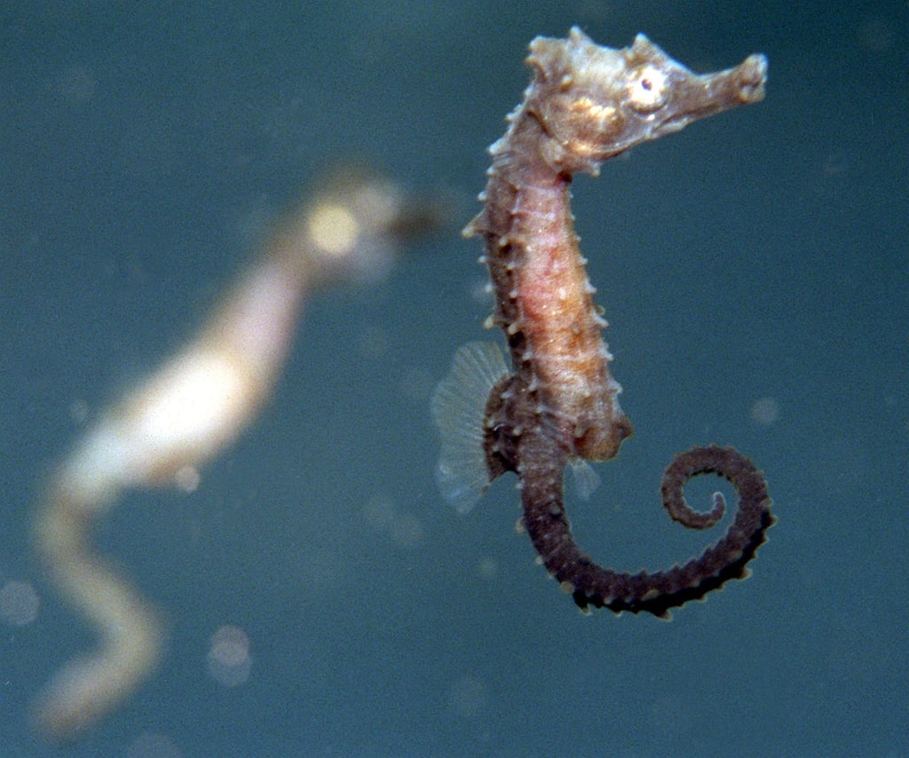 Ein vier Wochen altes Seepferdchen-Baby schwimmt in einem Salzwasseraquarium.