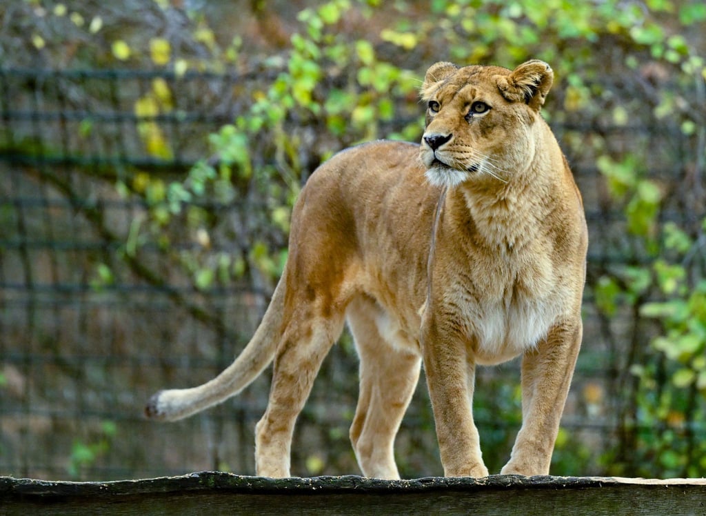 Eine Löwin steht in ihrem Gehege im Zoo von Eberswalde.