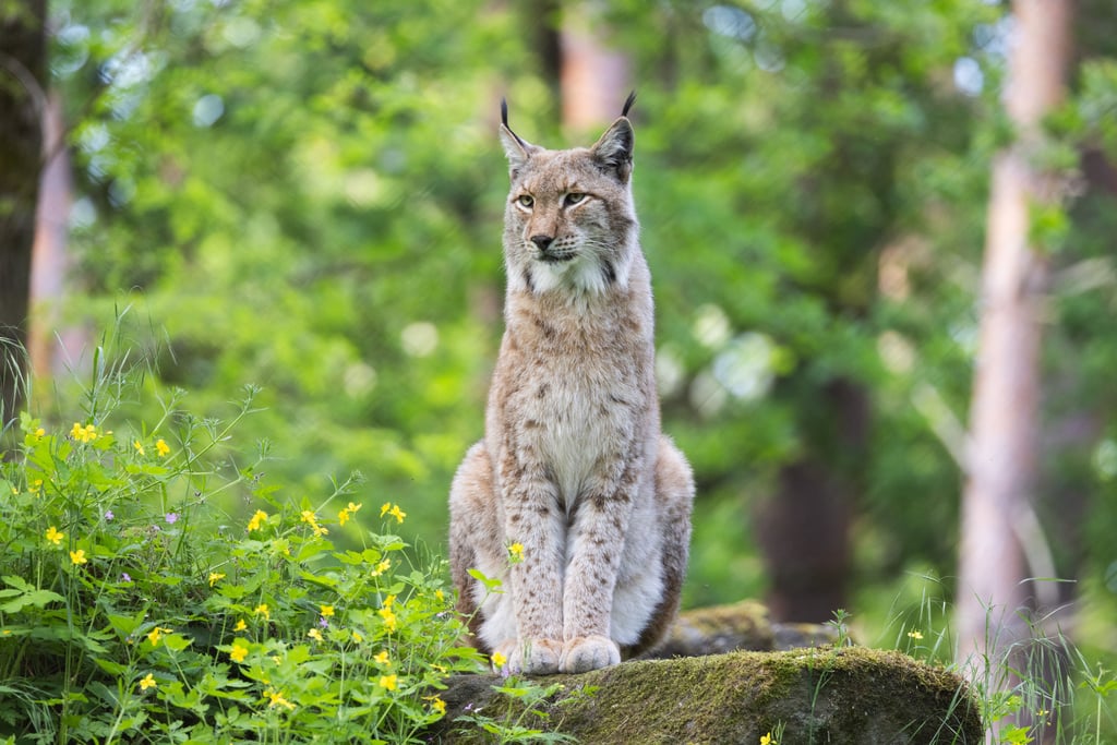 Im Harz sollte am Mittwoch ein Luchs ankommen. Ist er aber nicht.