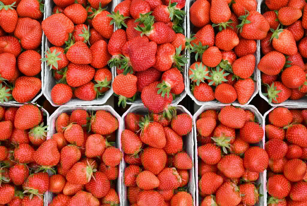 Schalen mit frisch gepflückten Erdbeeren stehen in einer Kiste.
