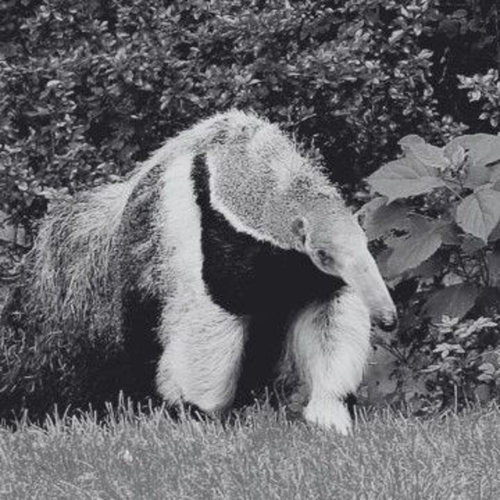 Der Große Ameisenbär Estrella aus dem Magdeburger Zoo ist gestorben.