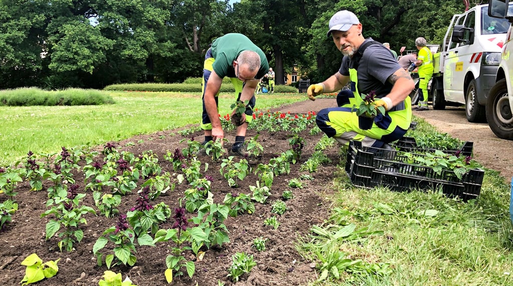 Dennis Dörfert (l.) und Oliver Hamm gehören zu den  Bauhof-Mitarbeitern, die am Donnerstag das große Beet am Friedrich-Ebert-Platz bepflanzt haben.