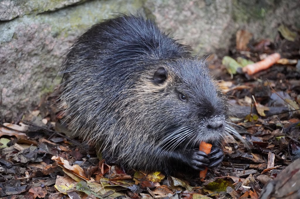 Die Nutrias wird es im Dessauer Tierpark nicht mehr zu sehen geben. Die Wasserratten werden ersetzt.