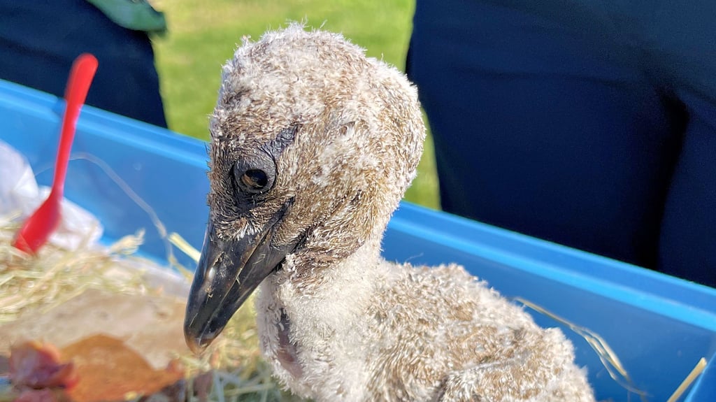 Jungstorch „Murkelchen“ wurde von seinen Eltern offenbar aus Nahrungsmangel verstoßen. Jetzt ist der gebürtige Hohenweidener zur Pflege im Storchenhof Loburg und wird dort aufgepäppelt.