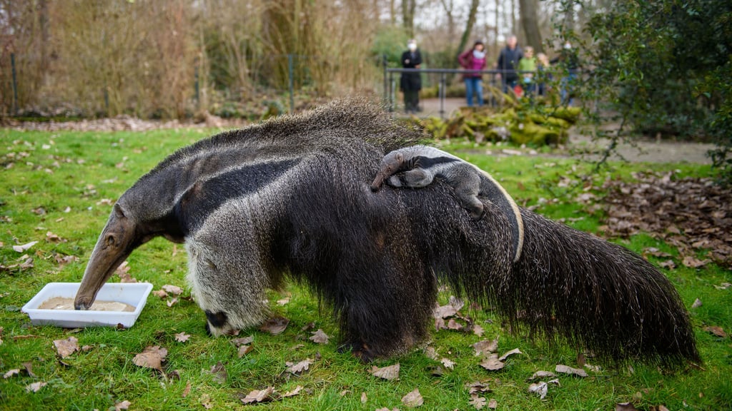 Ein Armeisenbär-Junges klammert sich im Zoo Magdeburg an das Fell des Muttertiers Estrella. Das Tier starb im Alter von 22 Jahren.