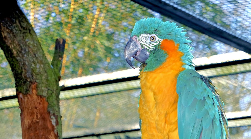 Wer Blaukehlaras hält, muss das anmelden. Weltweit gibt es voraussichtlich noch 300 Exemplare in freier Wildbahn.