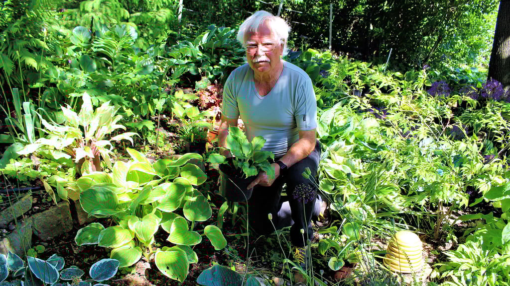 Karl-Heinz Schleinig begeistert sich für Hostas und hat etwa 280 Sorten in seinem Garten.