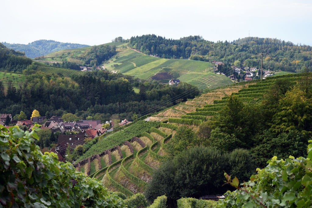 Malerische Gegend und Grundlage guter Tropfen: die Weinberge in der Ortenau. (zu dpa: „Typisch Wein aus der Ortenau: Mal mineralisch, mal elegant“)