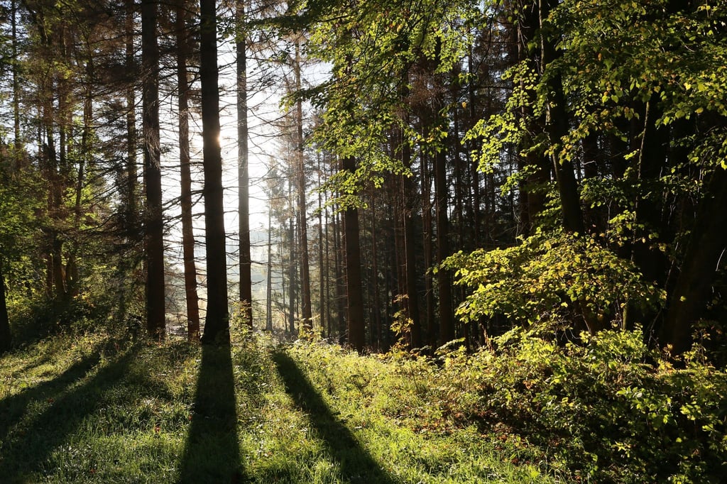 Die Sonne scheint in einem Wald zwischen Bäumen hindurch.