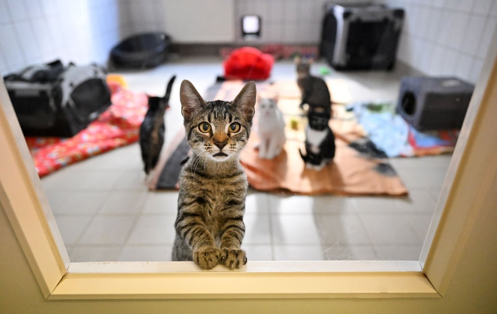 Junge Katzen sind im Tierheim der Stadtwirtschaft Erfurt untergebracht.