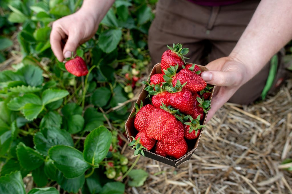 Ein Landwirt hält auf einem Feld eine Schale Erdbeeren in den Händen.